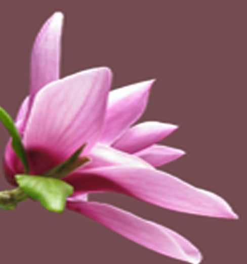 Relaxing and Beauty Therapies logo